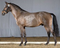 Dressurpferd Gryphonheart (Deutsches Reitpony, 2018, von Golden Grey NRW)