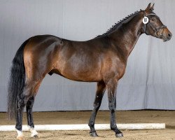 dressage horse Dumbeldore B (German Riding Pony, 2018, from D-Power AT)