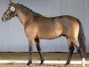 dressage horse Nightfever (German Riding Pony, 2018, from Not Black)