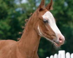 jumper Vico H (German Riding Pony, 2020, from Vincent)