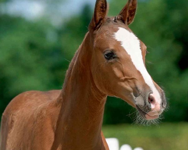 dressage horse Dancing Dahlia (German Riding Pony, 2020, from Hengst von Da Vinci HS / Playboy)