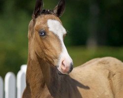 jumper Very Special (German Riding Pony, 2020, from Vincent)