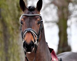 Springpferd Emperor (Deutsches Sportpferd, 2018, von Eldorado vd Zeshoek Tn)