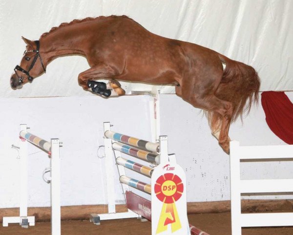 jumper de Luxe de Plaisir (German Sport Horse, 2018, from Diamant de Plaisir 178 FIN)