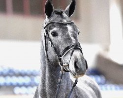 jumper Hengst von Cornet Obolensky / Caridor (Austrian Warmblood, 2018, from Cornet Obolensky)