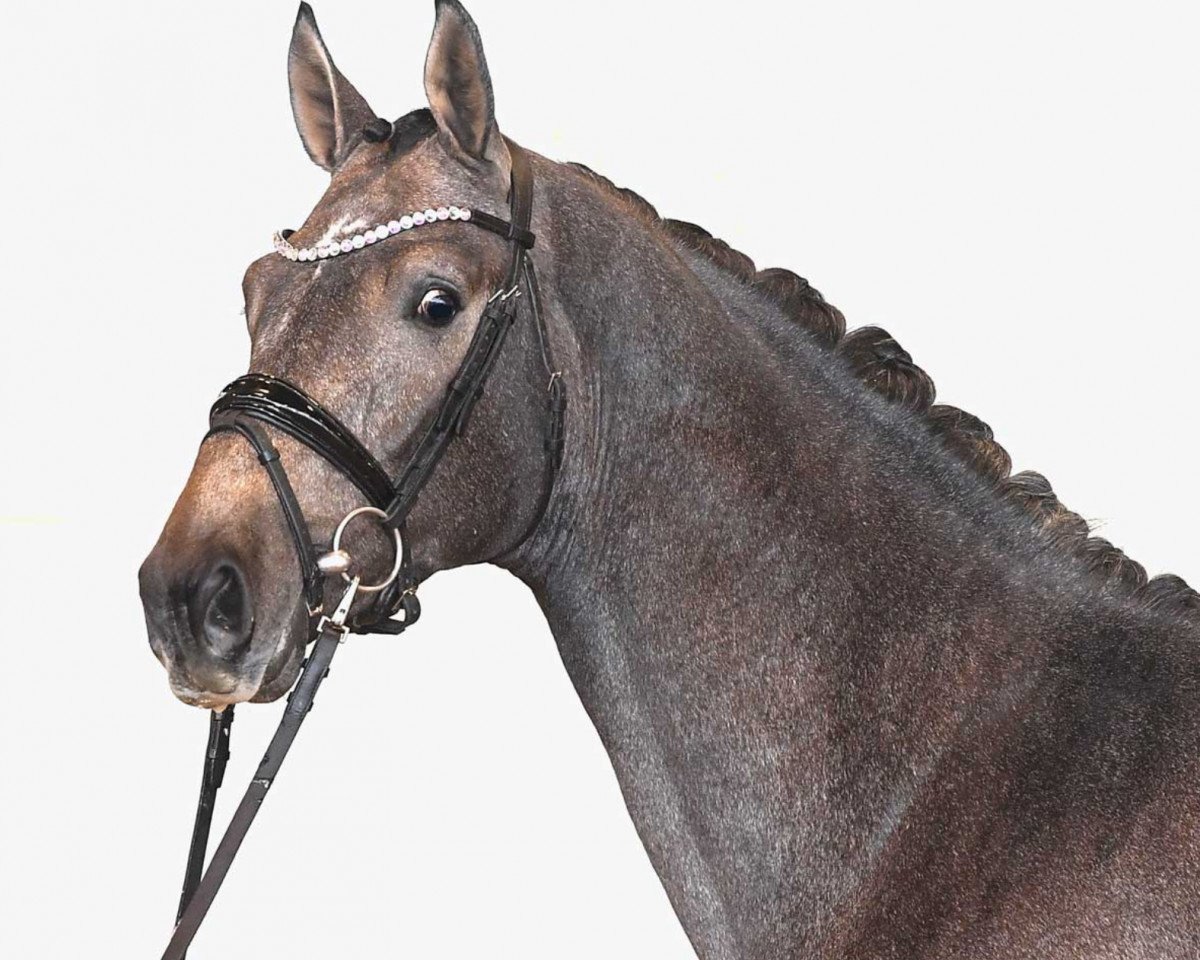Springpferd Nacho Tvl (KWPN (Niederländisches Warmblut), 2018, von VDL Harley)