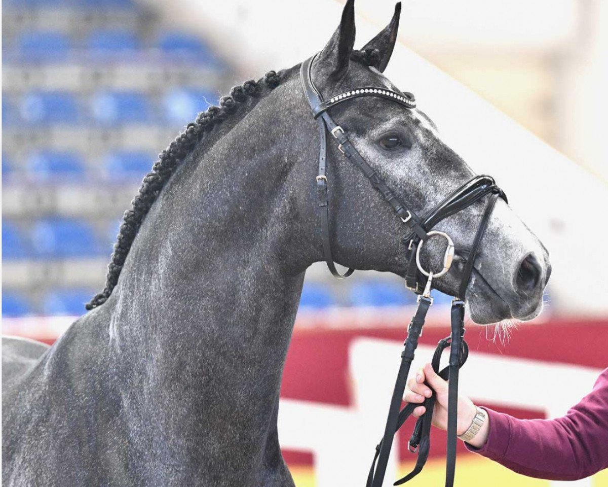 stallion Hickstead Boy SZ (Oldenburg show jumper, 2018, from Hickstead White)