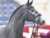 Deckhengst Hickstead Boy SZ (Oldenburger Springpferd, 2018, von Hickstead White)