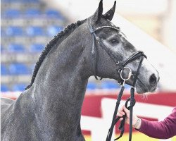 Deckhengst Hickstead Boy SZ (Oldenburger Springpferd, 2018, von Hickstead White)