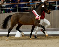 dressage horse Adonis B (Westphalian, 2021, from A kind of Magic 5)