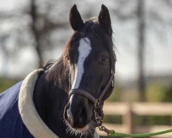 Springpferd Lady Lou 147 (Holsteiner, 2018, von Diarado)