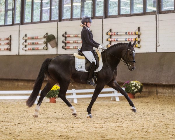 dressage horse Zumba 8 (Westphalian, 2018, from Zoom)