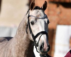 jumper Unico Z (Zangersheide riding horse, 2018, from Untouchable)