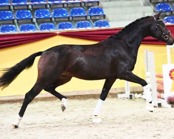 dressage horse Dreamboule (German Sport Horse, 2018, from Diamond Hit)