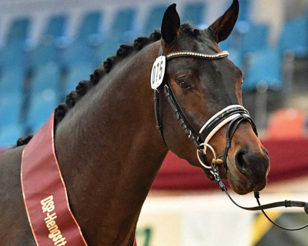 stallion Ziyech (Oldenburg, 2018, from Blue Hors Zackerey)
