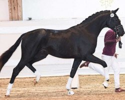 Dressurpferd Fuerst Ferdinand (Deutsches Sportpferd, 2018, von Fürst Wilhelm)