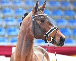 stallion Ben Amour (Hanoverian, 2018, from Ben Benicio)