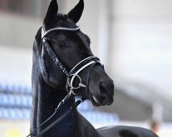 stallion Salvatore Ferragamo (German Sport Horse, 2018, from Secret)