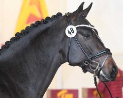 horse Quantenstar (Hannoveraner, 2018, from Quantensprung 3)