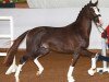 dressage horse Top Date (German Sport Horse, 2018, from Thiago GS OLD)