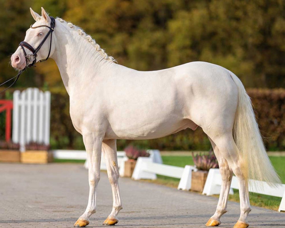 stallion Dotcom v.H. (German Riding Pony, 2020, from D-Gold AT NRW)