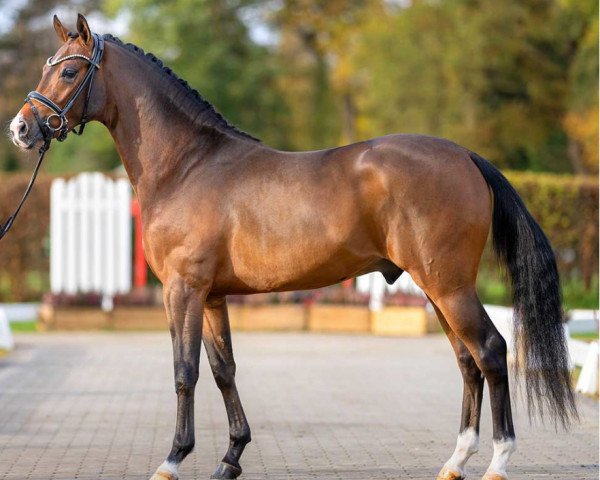 dressage horse Neviolo (German Riding Pony, 2020, from Neverland WE)