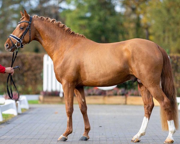 horse Goldjunge (German Riding Pony, 2020, from FS Golden Highlight)