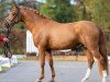 stallion Goldjunge (German Riding Pony, 2020, from FS Golden Highlight)