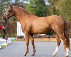 stallion Goldjunge (German Riding Pony, 2020, from FS Golden Highlight)