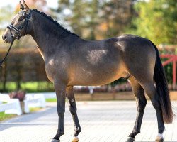 dressage horse Albatros Airlines (German Riding Pony, 2020, from A new Star)