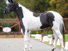 dressage horse Designed in black an white (German Riding Pony, 2019, from Designed in Black AT)