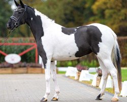 Dressurpferd Designed in black an white (Deutsches Reitpony, 2019, von Designed in Black AT)