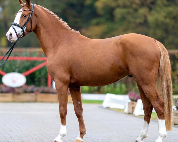 dressage horse Go For Gold (German Riding Pony, 2020, from Gabalier)
