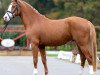 stallion Go For Gold (German Riding Pony, 2020, from Gabalier)