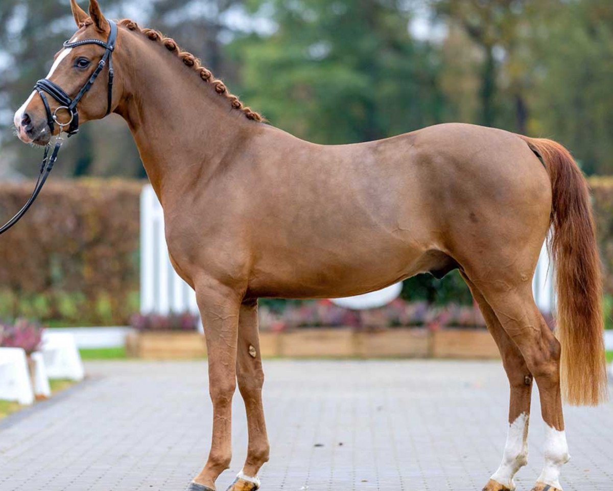 stallion Doppelherz 2 (German Riding Pony, 2020, from Dreidimensional AT NRW)