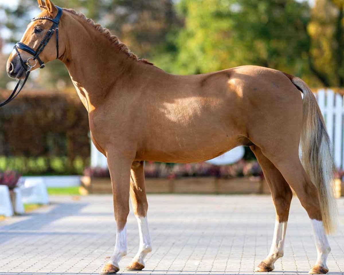 horse Danny de Vito (German Riding Pony, 2020, from Dance Away 3)