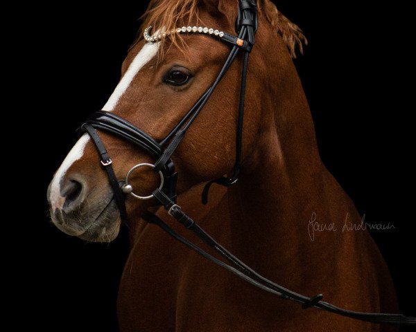 dressage horse Der kleine Pirat (German Riding Pony, 2018, from Dreiklang AT)