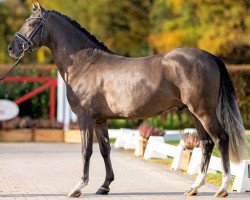 dressage horse Dallas (German Riding Pony, 2020, from D-Gold AT NRW)