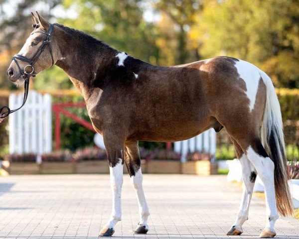 stallion Jones (German Riding Pony, 2020, from Jacky Boy)