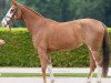 jumper Areej (Oldenburg show jumper, 2017, from Aganix du Seigneur)