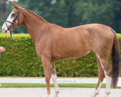 jumper Areej (Oldenburg show jumper, 2017, from Aganix du Seigneur)