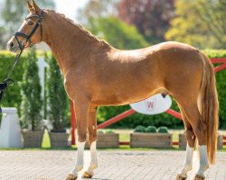 stallion Dauphin K WE (German Riding Pony, 2019, from Dallmayr K)