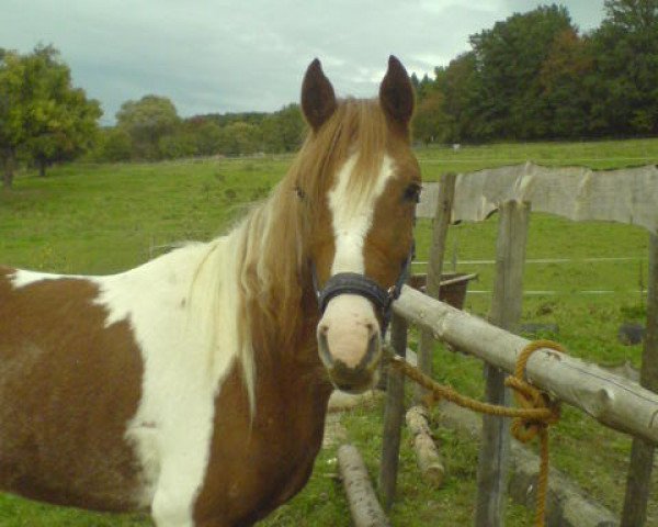 Pferd Rhashid (Lewitzer, 2005, von Robin)