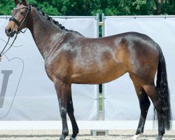 dressage horse Rica 106 (Westphalian, 2014, from Rock Forever NRW)