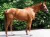 broodmare Delilah GS (Westphalian, 2019, from Destacado FRH)