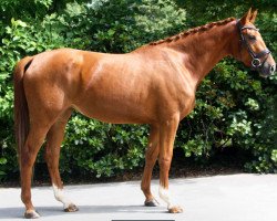 broodmare Delilah GS (Westphalian, 2019, from Destacado FRH)