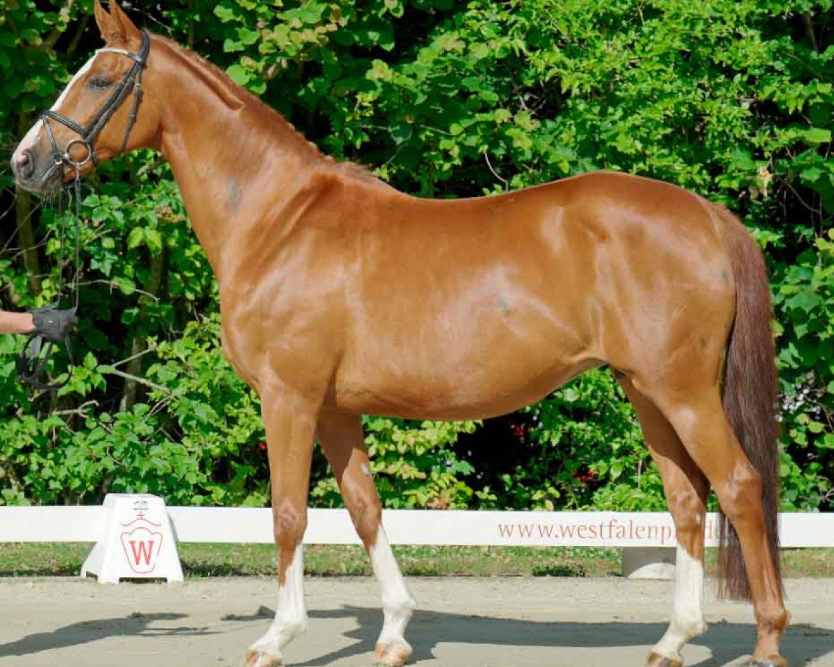 broodmare Fleur Delacoer (Westphalian, 2008, from Fleury)