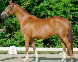 broodmare Fleur Delacoer (Westphalian, 2008, from Fleury)