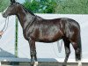 broodmare Fine Wilderness 8 (Hanoverian, 2014, from Fürst Grandios)