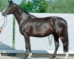 broodmare Fine Wilderness 8 (Hanoverian, 2014, from Fürst Grandios)